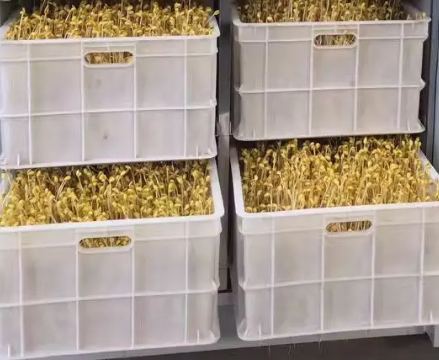 豆芽機怎么生產豆芽