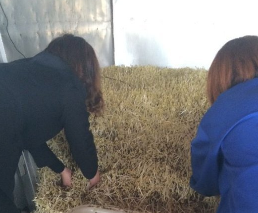 無公害豆芽機豆貴妃