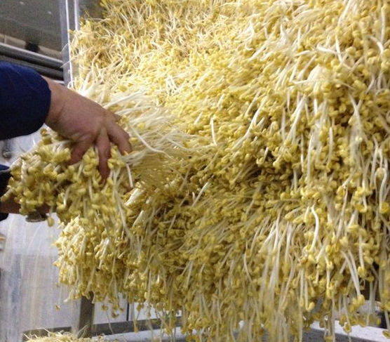 小型豆芽機生產豆芽需不需添加劑 小型豆芽機生產豆芽需不需添加劑