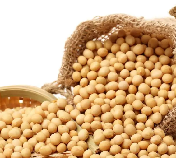 用豆腐機做豆腐應(yīng)該選用什么的大豆 用豆腐機做豆腐應(yīng)該選用什么的大豆