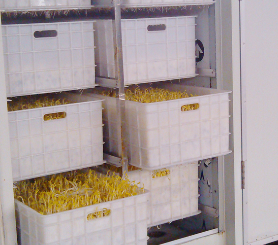 豆貴妃豆芽機怎么生產豆芽