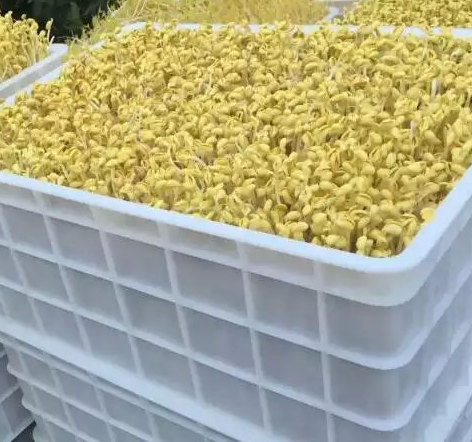 綠豆芽和黃豆芽怎么使用機器生產