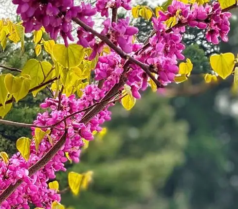 用豆皮機做豆皮的春天來臨