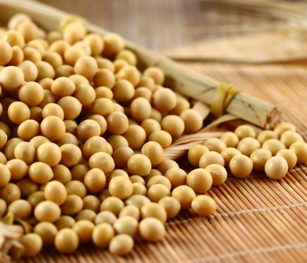 用豆腐機(jī)做豆腐,應(yīng)該選用什么樣的大豆 用豆腐機(jī)做豆腐,應(yīng)該選用什么樣的大豆