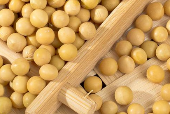 用豆芽機做豆芽應(yīng)該用什么樣的大豆