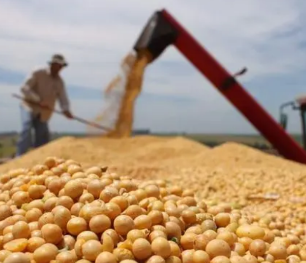 豆腐機對于大豆浸泡有什么要求
