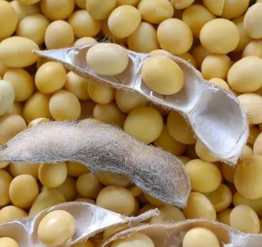 用豆腐機做豆腐怎么選豆 用豆腐機做豆腐怎么選豆