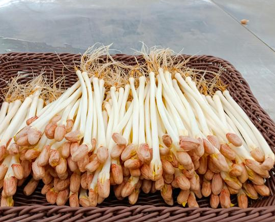 豆芽機能生產花生芽嗎 豆芽機能生產花生芽嗎