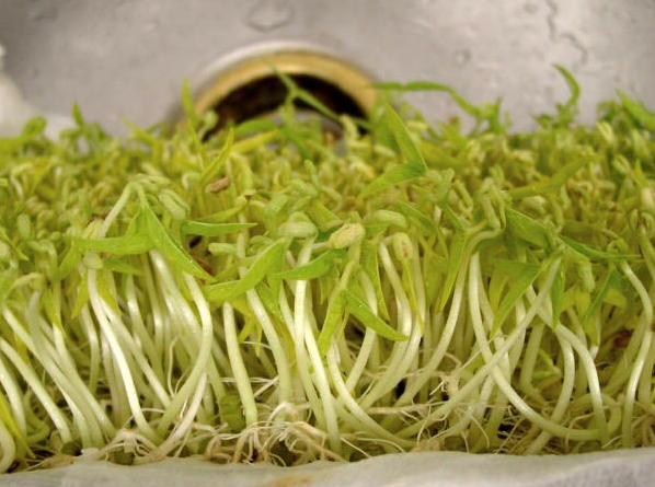 豆貴妃豆芽機怎么生產(chǎn)綠豆芽 豆貴妃豆芽機怎么生產(chǎn)綠豆芽