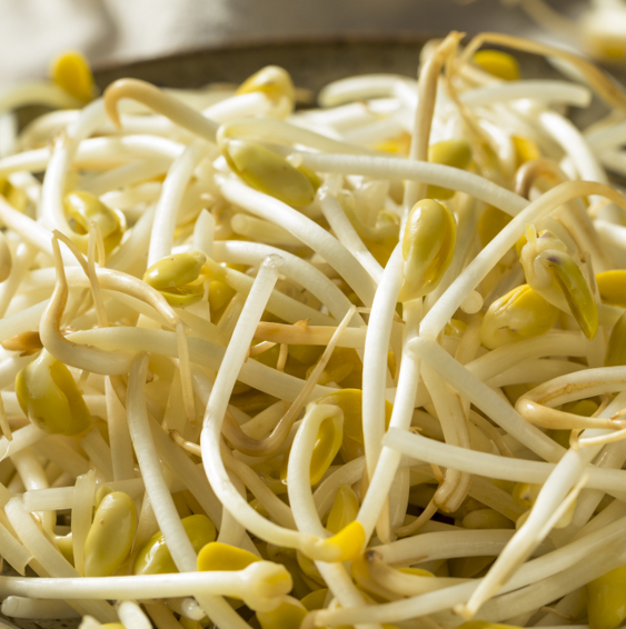 豆芽機(jī)怎么育芽 豆芽機(jī)怎么育芽